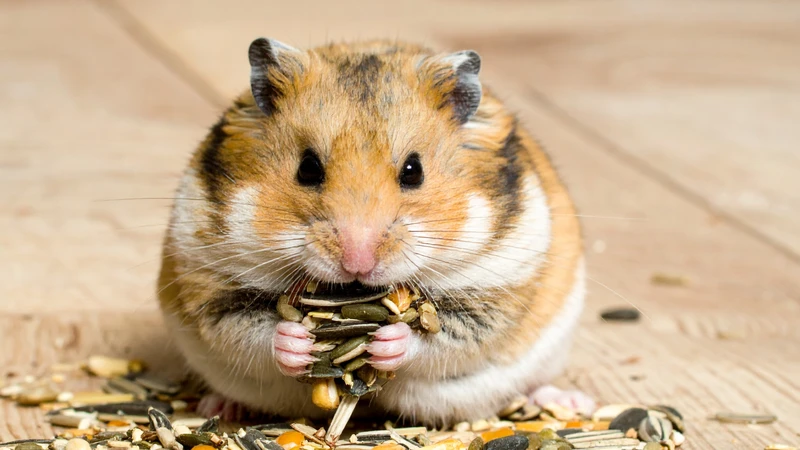 Chuột hamster cắn có sao không và khi nào cần lo lắng?
