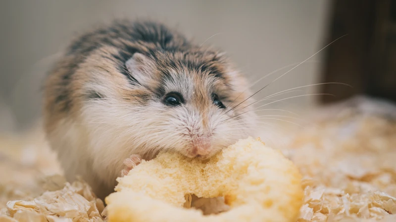 Những nguy cơ sức khỏe khi bị chuột hamster cắn