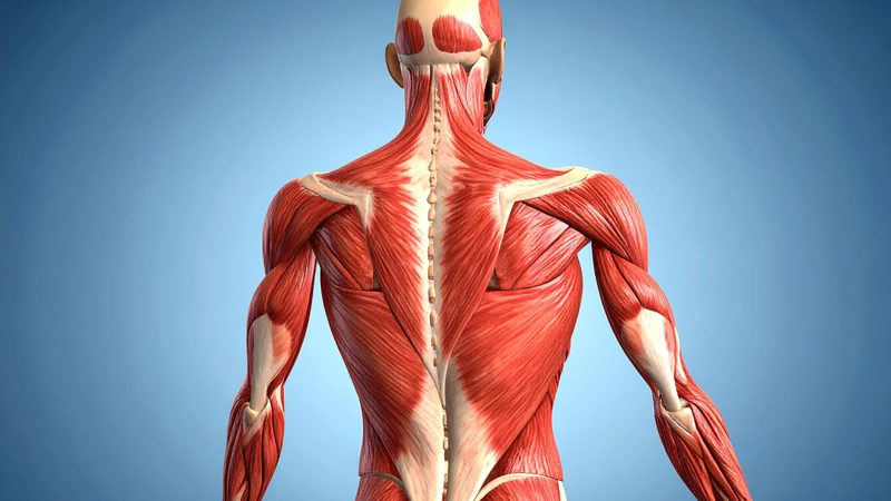 Cơ lưng rộng thuộc nhóm cơ lưng ngoại lai lớp nông