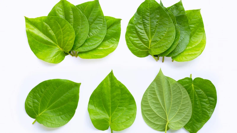 Có nên ngâm vùng kín bằng lá trầu không? 2