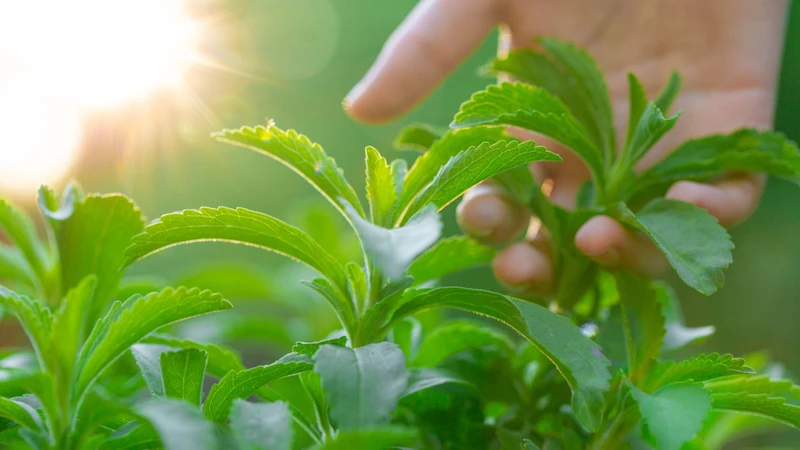 Cỏ ngọt là loại thực vật có vị ngọt tự nhiên được nhiều độc giả lựa chọn sử dụng