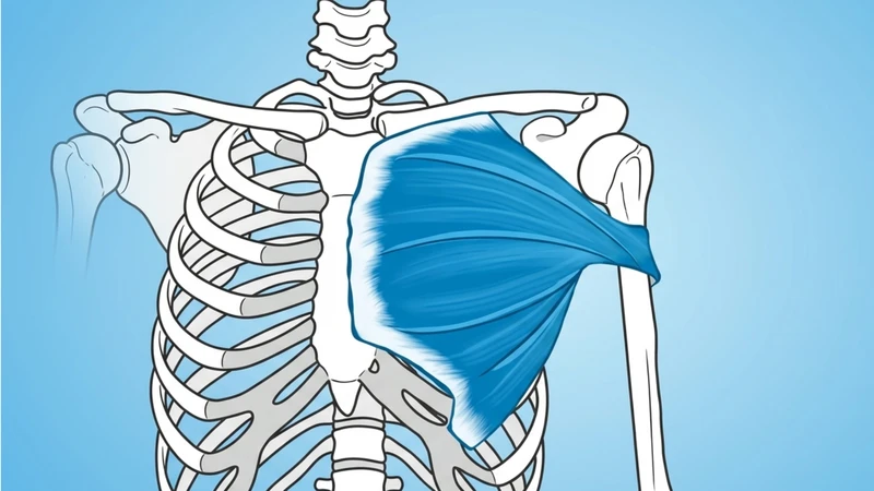 Cơ ngực lớn (pectoralis major) là một cơ lớn, dày, có hình quạt