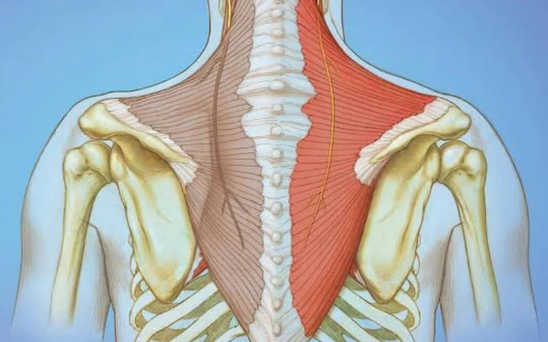 Cơ thang là một khối cơ nông lớn trải rộng ở vùng lưng trên, cổ và vai.