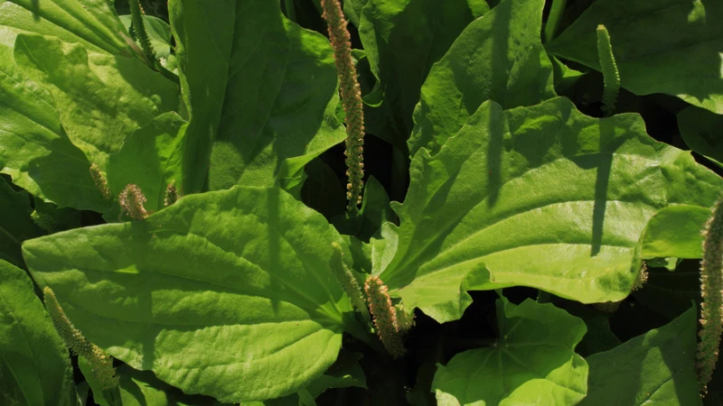 Cây mã đề là một loài thực vật thân thảo thuộc họ Mã đề (Plantaginaceae), có tên khoa học là Plantago major L.