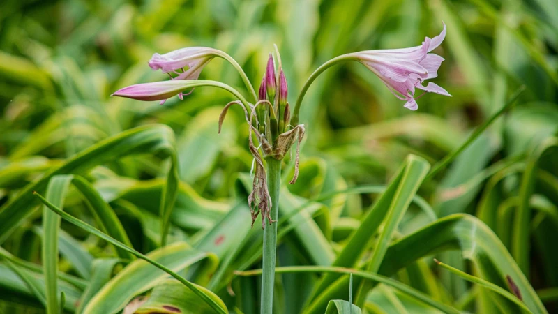 Cây trinh nữ hoàng cung có tên khoa học Crinum latifolium L., thuộc họ Amaryllidaceae (họ Thủy tiên)