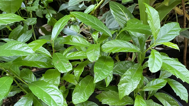 Cây xạ đen là một loài thực vật thuộc họ Dây gối (Celastraceae), có tên khoa học là Ehretia asperula