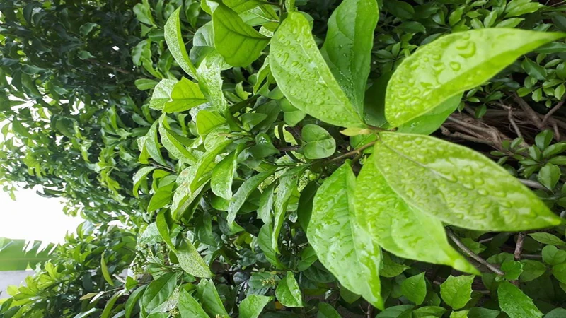 Một số nghiên cứu thực nghiệm cho thấy chiết xuất xạ đen có thể ảnh hưởng đến quá trình sản sinh các chất trung gian gây viêm trong cơ thể