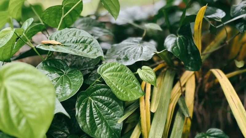 Lá lốt là một loài thực vật thuộc họ Hồ tiêu (Piperaceae), có tên khoa học là Piper lolot DC