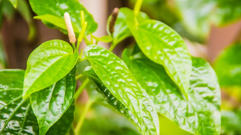 Trong y học cổ truyền, lá lốt được sử dụng trong nhiều bài thuốc