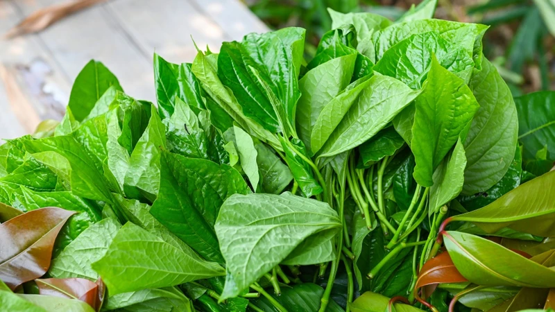 Không nên lạm dụng hoặc dùng lá lốt với liều cao trong thời gian dài khi chưa có chỉ định của bác sĩ