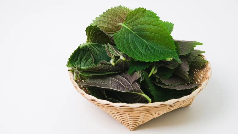 Lá tía tô là bộ phận của cây tía tô (Perilla frutescens (L.) Britton), thuộc họ Hoa môi (Lamiaceae)