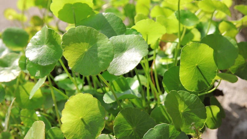 Rau má thường được sử dụng đơn độc hoặc phối hợp với nhiều vị thuốc khác