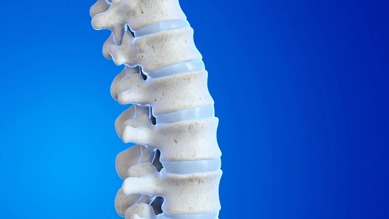 Cột sống người trưởng thành thông thường được cấu tạo từ 33 đốt sống