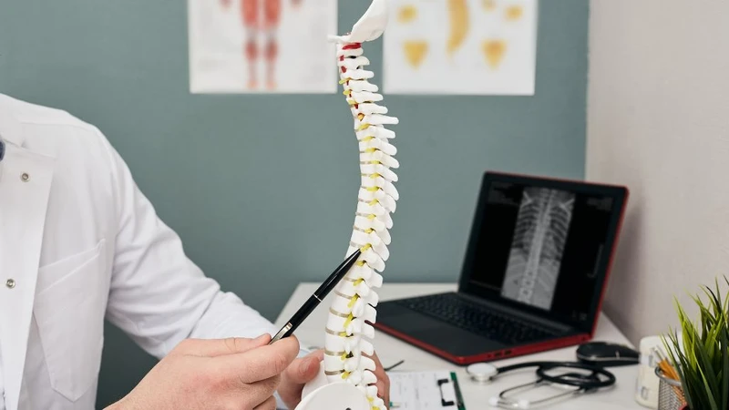 Đốt sống trong hệ xương có vai trò gì? Cột sống có bao nhiêu đốt sống?2