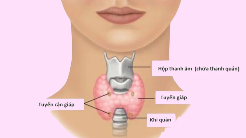 Vị trí của tuyến cận giáp