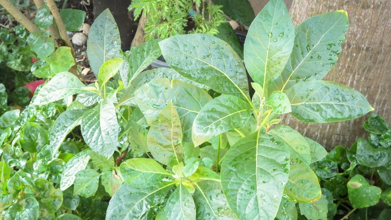 Cây mật gấu, còn được gọi là mật gấu Nam hoặc cây lá đắng