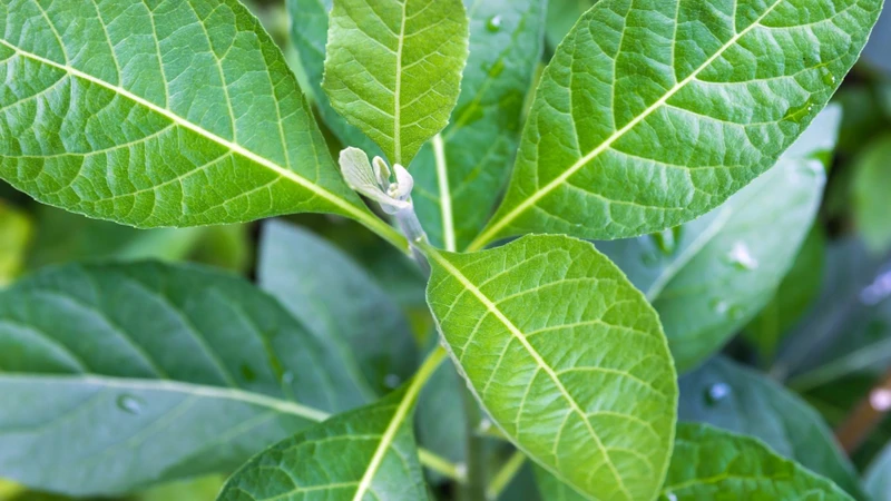 Trong y học cổ truyền, cây mật gấu thường được sử dụng với mục đích thanh nhiệt
