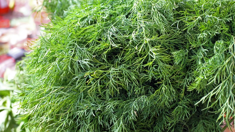Rau thì là là thực phẩm quen thuộc và tương đối an toàn