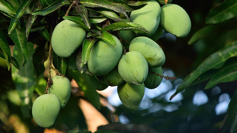 Đang bị ho ăn xoài được không? Những trái cây cần tránh khi ho 3