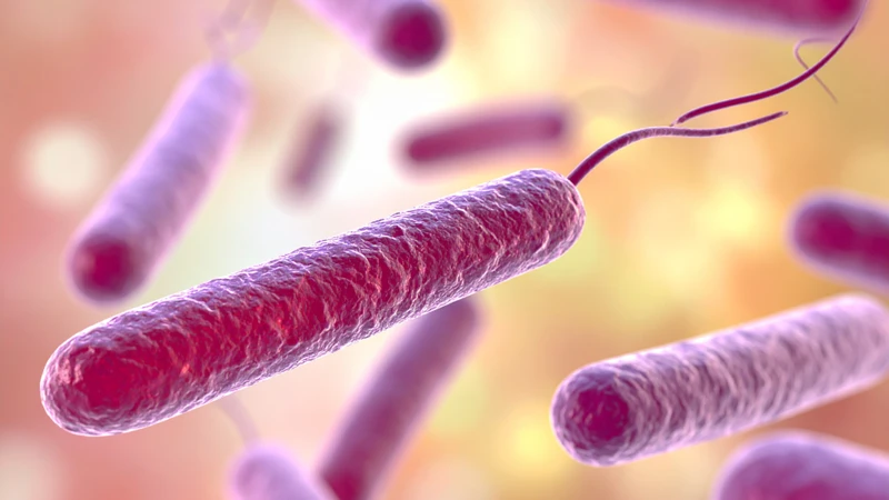 Ngộ độc thực phẩm do Vibrio parahaemolyticus được xếp vào nhóm bệnh truyền nhiễm ít nguy hiểm hơn