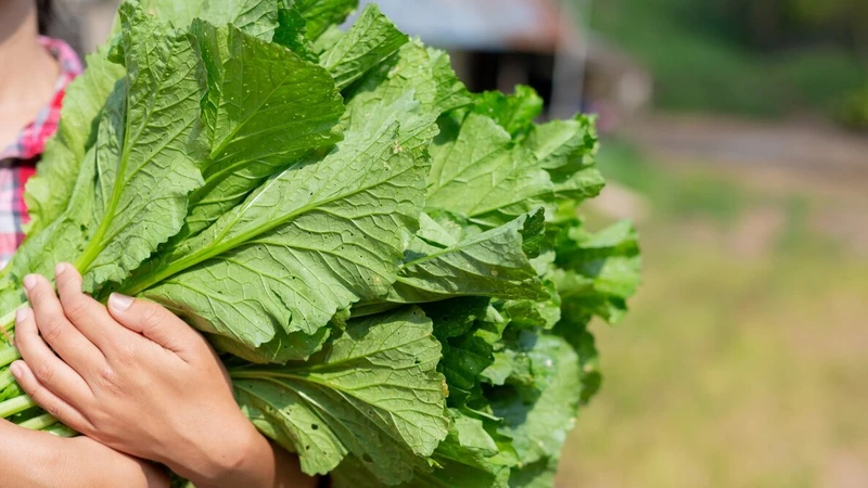 Rau cải xanh là loại thực phẩm ngon, dễ ăn