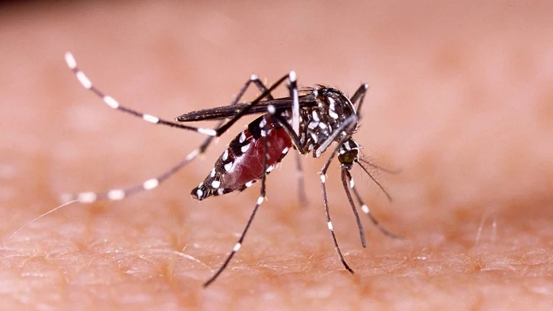 Tỷ lệ muỗi mang mầm bệnh có thể là 1/20 – tức cứ 20 con thì có một con nhiễm virus