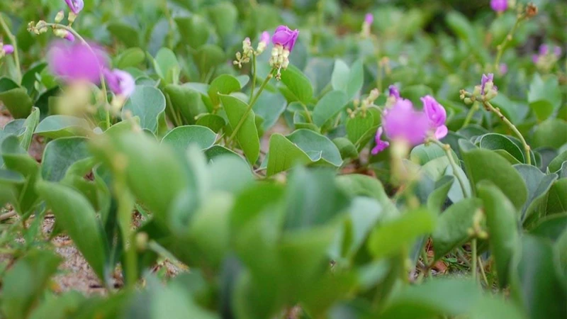 Cây đậu ván là loại cây dây leo phổ biến ở vùng nhiệt đới