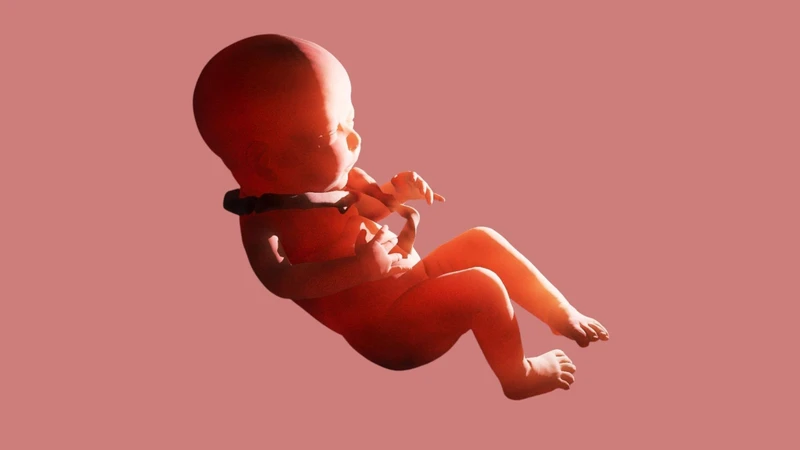 Thai nhi vận động thường xuyên giúp dây rốn có khả năng tự tháo mà không cần can thiệp