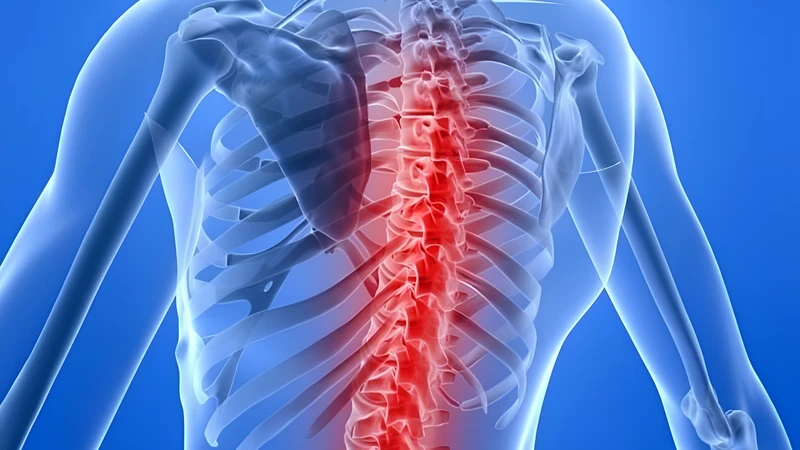 Dây thần kinh liên sườn có chức năng vận động và cảm giác
