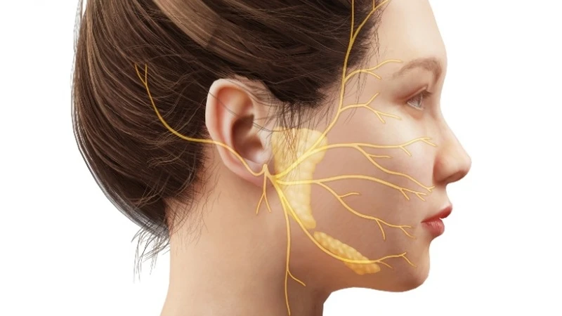 Dây thần kinh số 7 còn được gọi là dây thần kinh mặt