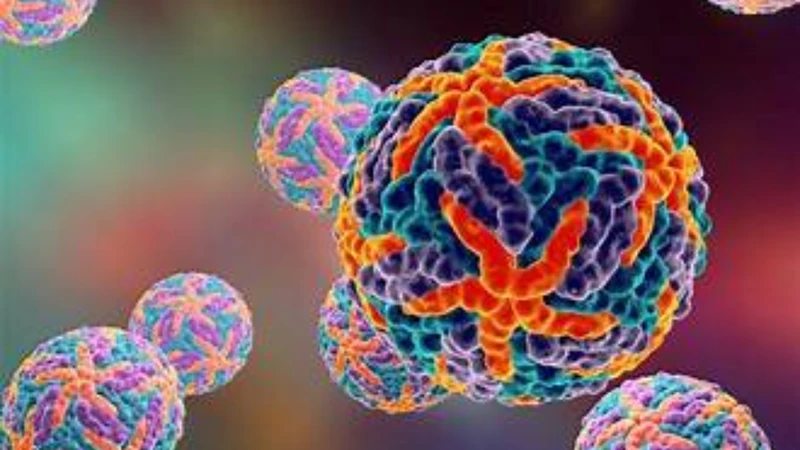 Virus Dengue làm tăng tính thấm thành mạch, gây thoát huyết tương và phù nề các mô