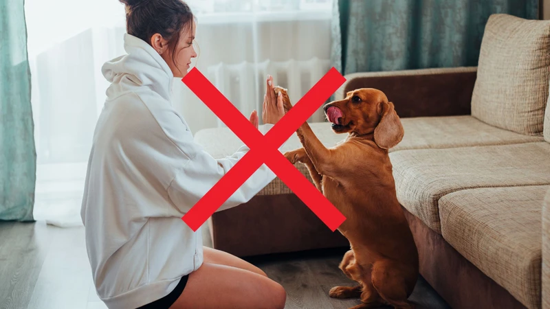 Dị ứng lông chó: Triệu chứng và cách điều trị 4