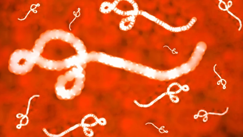 Dịch bệnh Ebola: Triệu chứng, nguyên nhân và cách phòng tránh hiệu quả 2