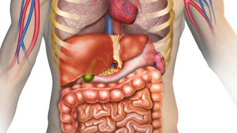 Sơ đồ minh họa vị trí của gan và túi mật trong cơ thể