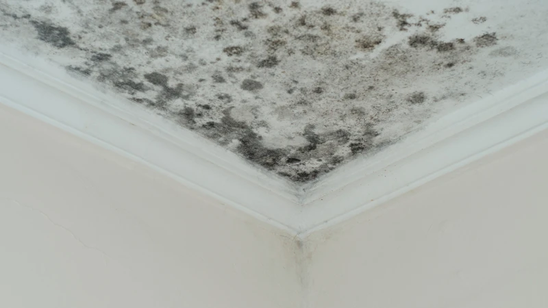 Độc tố nấm mốc có thể ảnh hưởng đến gan, thận và nhiều cơ quan khác