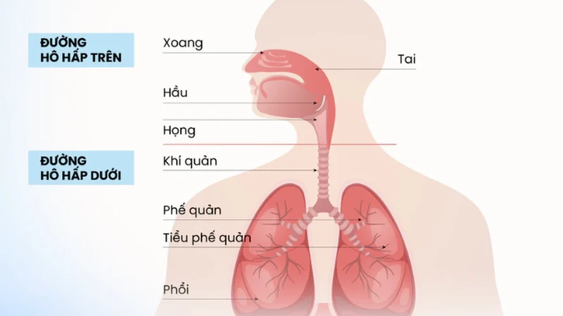 Đường hô hấp trên và các bệnh lý thường gặp liên quan 2