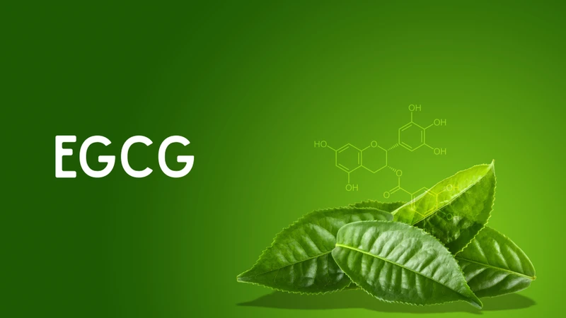EGCG là gì là thắc mắc của nhiều người khi các sản phẩm từ thiên nhiên nói chung và trà xanh nói riêng được nhắc đến ngày càng nhiều
