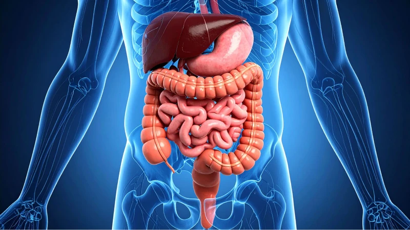 Enzym tiêu hóa hoạt động tại nhiều vị trí trong đường tiêu hóa