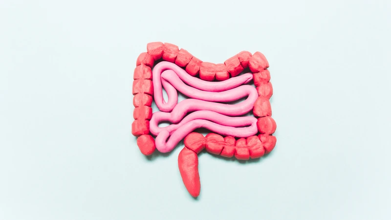 Bề mặt ruột non là nơi sản xuất nhiều enzyme tiêu hóa quan trọng