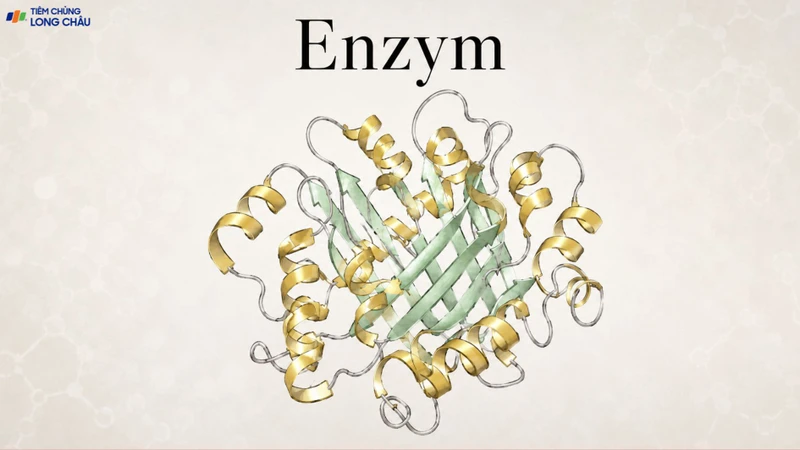 Trypsin giúp hoạt hóa nhiều enzyme tiêu hóa khác của tuyến tụy