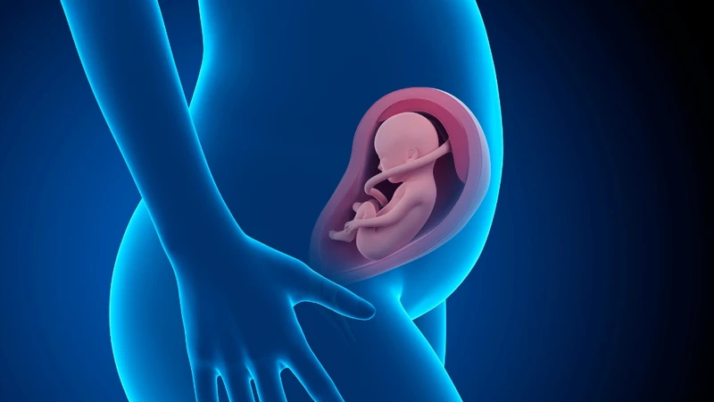 Khi mang thai, estrogen tăng cao từ nhau thai để nuôi dưỡng thai nhi