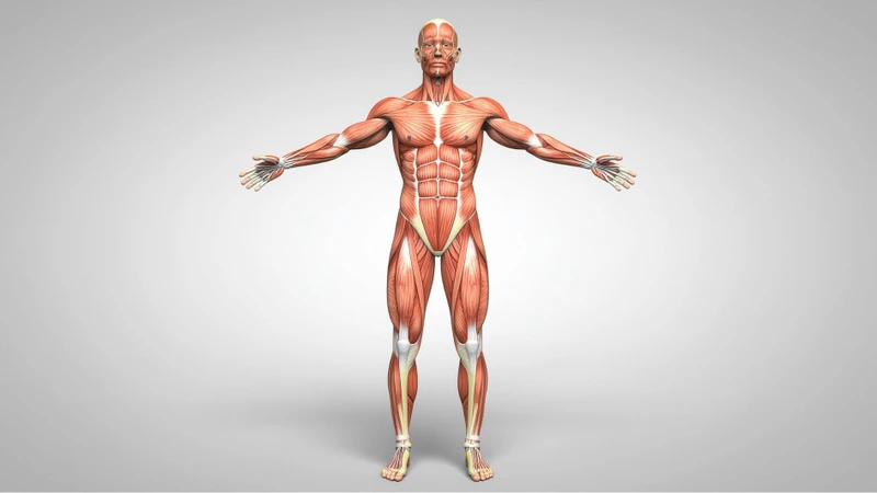 Gân giúp kết nối cơ với xương, đóng vai trò quan trọng trong mọi chuyển động của cơ thể