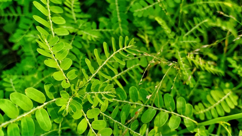 Gan nhiễm mỡ uống lá gì? Cây diệp hạ châu được ghi nhận có khả năng hỗ trợ bảo vệ tế bào gan