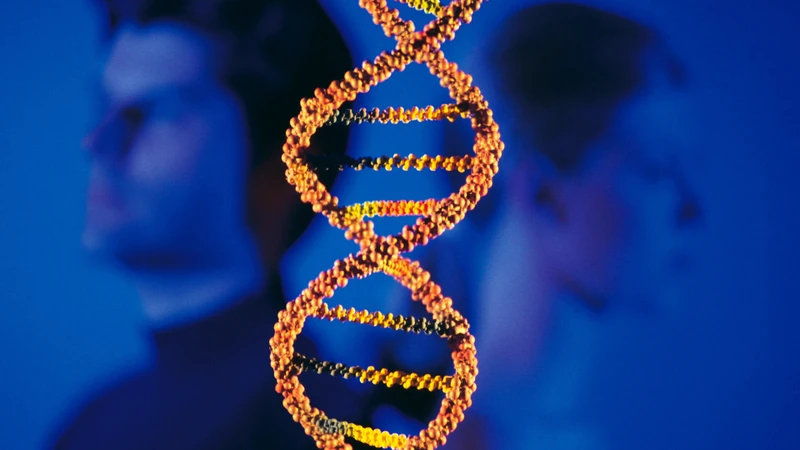 Gene alen và gene không alen khác nhau về vị trí, mối quan hệ và vai trò trong quá trình di truyền
