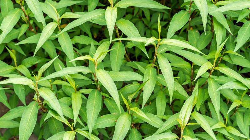 Giải đáp ăn rau răm có tốt không và có nên ăn thường xuyên? - Trung tâm ...