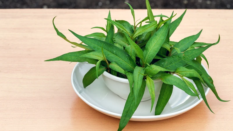 Giải đáp ăn rau răm có tốt không và có nên ăn thường xuyên? - Trung tâm ...