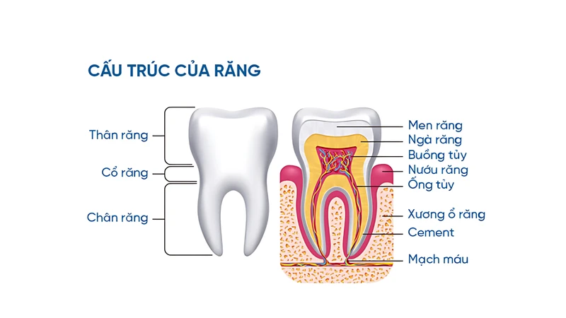 Cấu trúc giải phẫu của răng