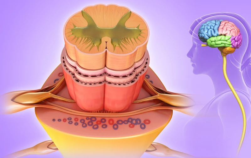 Cấu tạo giải phẫu tủy sống bao gồm nhiều tầng cấu trúc với từng chức năng riêng