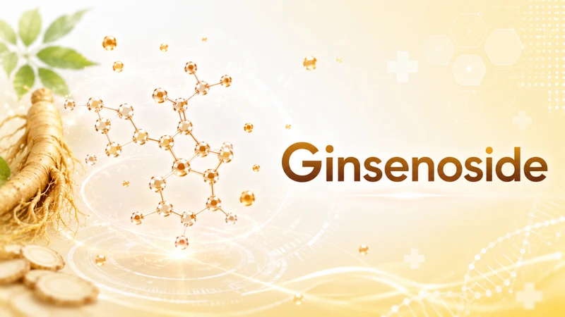 Ginsenoside được xem là thành phần hoạt tính nổi bật trong nhân sâm