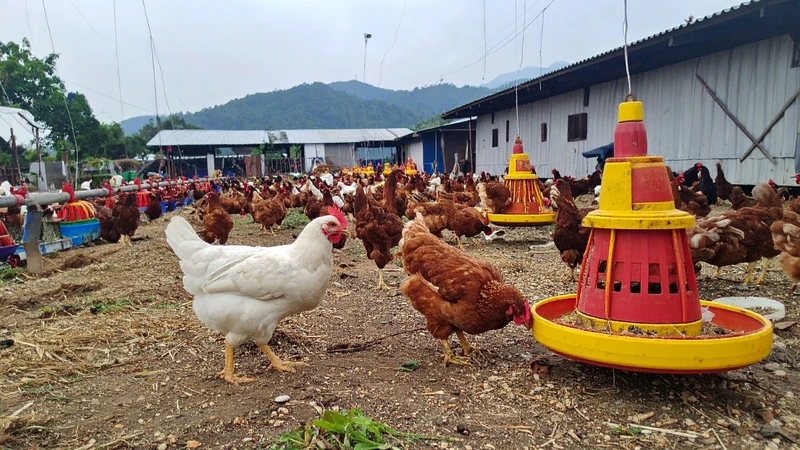 Thịt trùn quế là nguồn đạm tự nhiên dễ tiêu hóa đối với vật nuôi